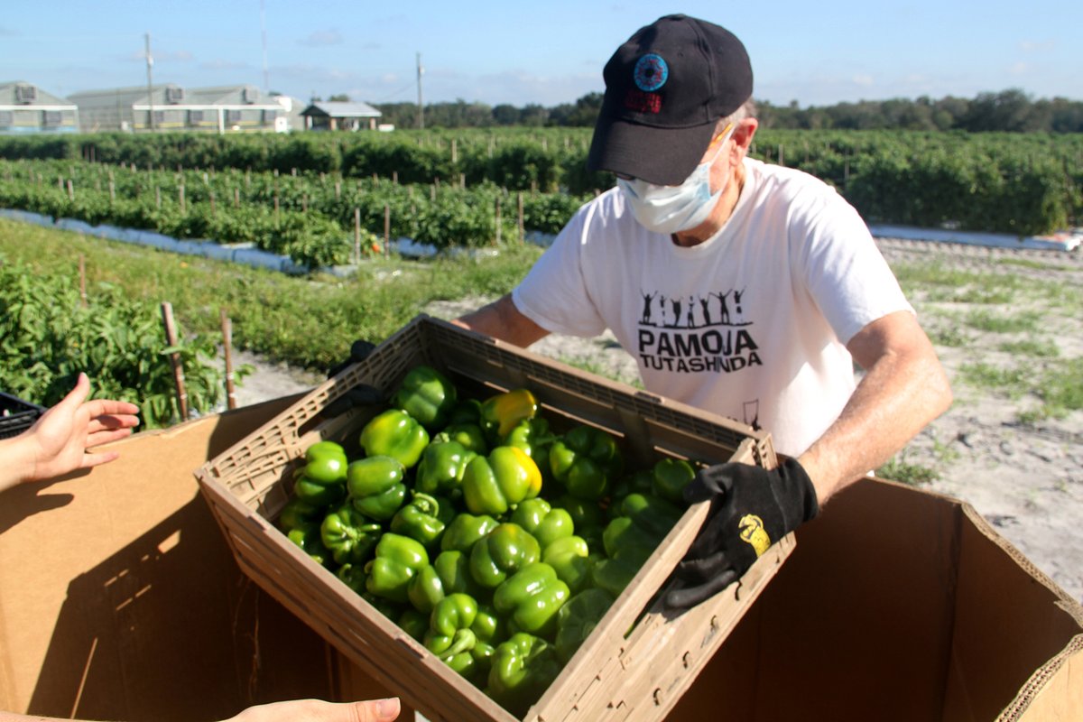 CommunitySRQ's tweet photo. This is what community looks like! On Monday morning, we had a 🌟dream team🌟 of 22 gleaning volunteers join us at @enzazadenamericas to pick 2950 lb. of beautiful peppers🌶 for donation to Meals on Wheels PLUS of Manatee County. #HarvestHeroes #SuncoastGleanTeam https://t.co/5R5bRYXiNH