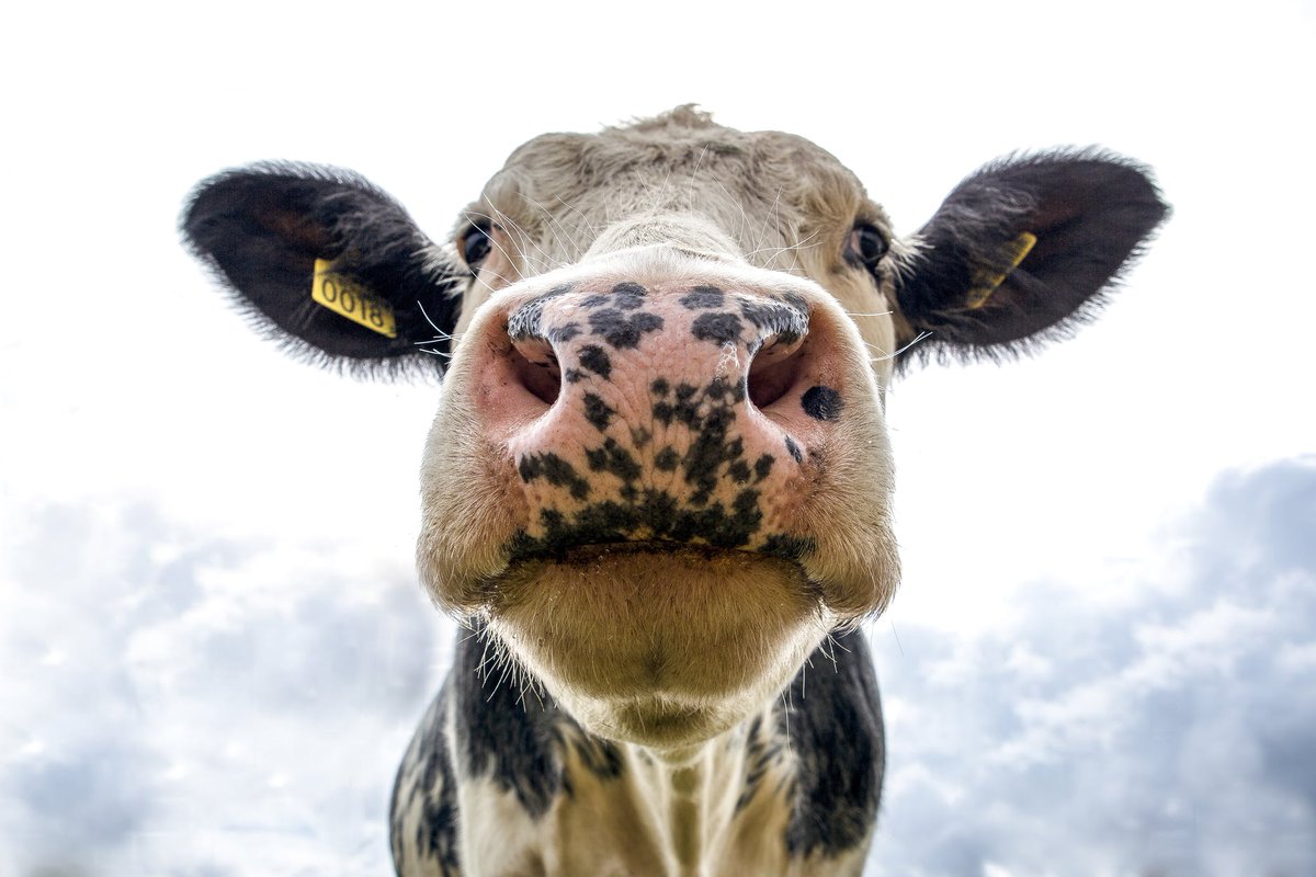 GGSIP's tweet photo. @AlbertaMilk @CTech360 Data everywhere!! #CentralAlberta #Dairy #CyberSecurity https://t.co/ljFl9wf3wg
