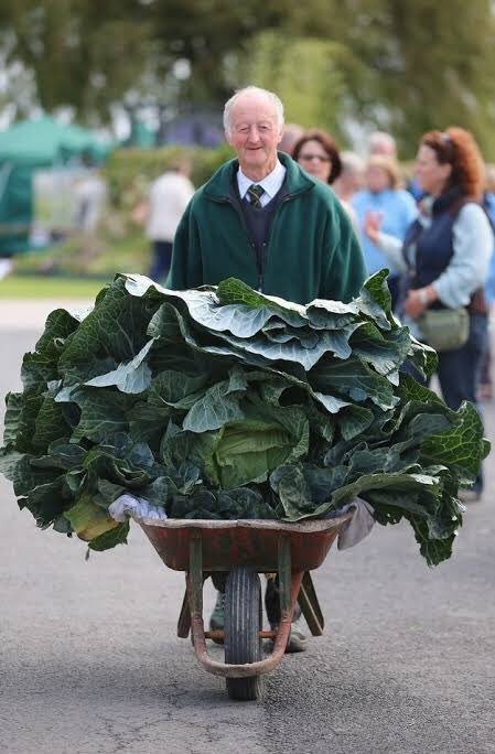 how tf is this one dude growing a bunch of giant vegetables.. WHAT IS HIS SECRET