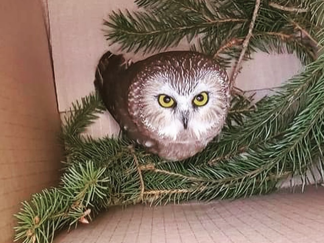 Gothamist's tweet photo. Adorable, Ominous Owl Found Tucked Into Rockefeller Center Christmas Tree https://t.co/ly56lnZEt6 https://t.co/V8VCh2soZ3