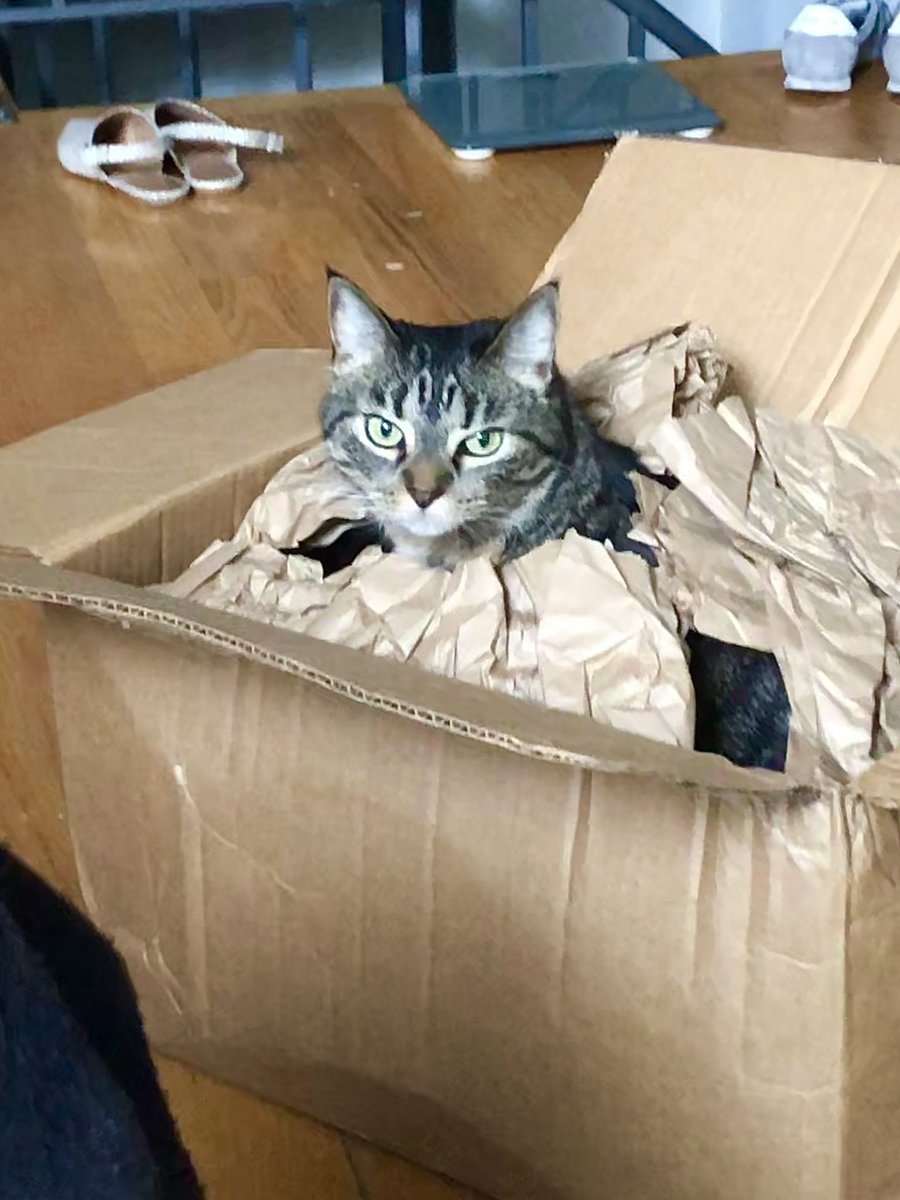 Alison Kanski tweet media