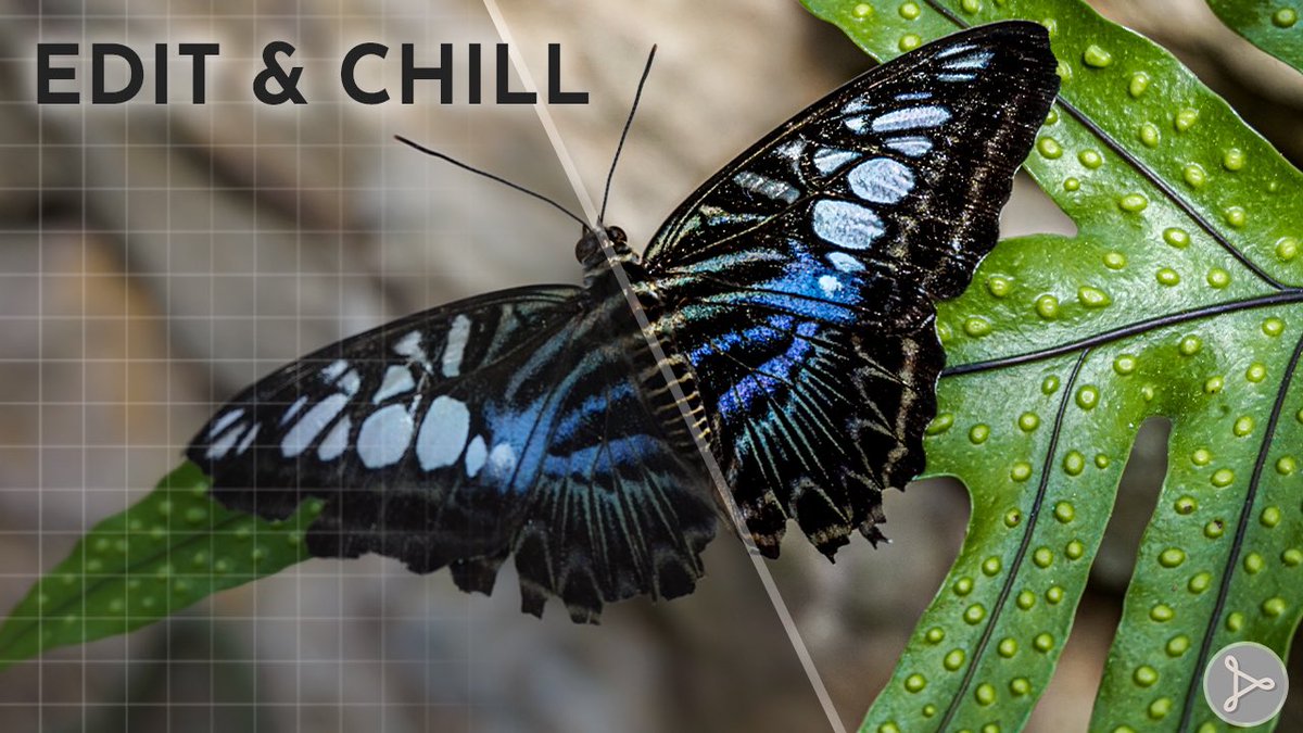 New video ✨🦋 Edit &amp; Chill vol. 1 featuring the beautiful creatures at Butterfly Pavilion in Colorado. 

youtu.be/ePe7o1ThzBU