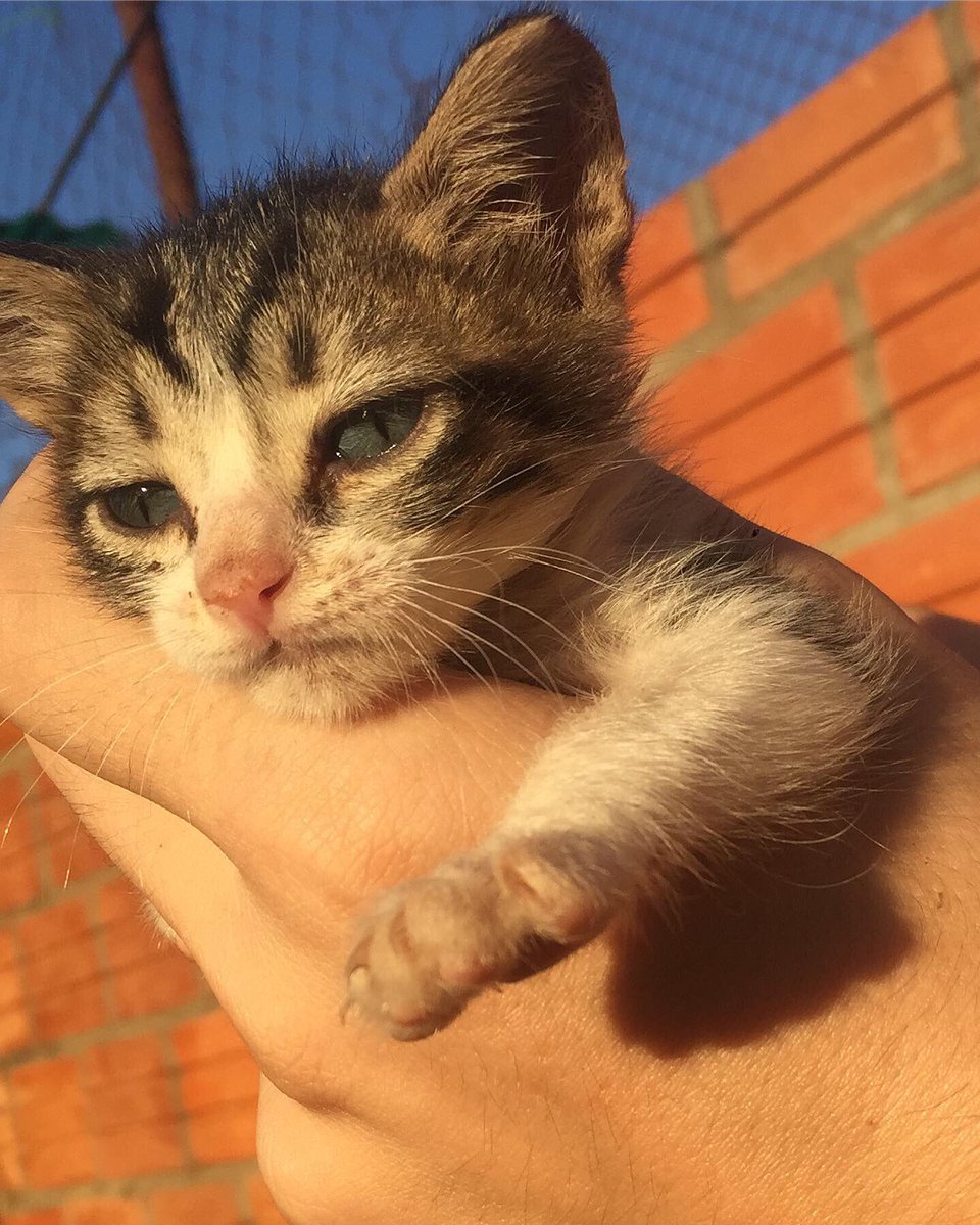 tanyadoga15's tweet photo. Los machitos 🙌🏻😻 https://t.co/sywVlDaPry