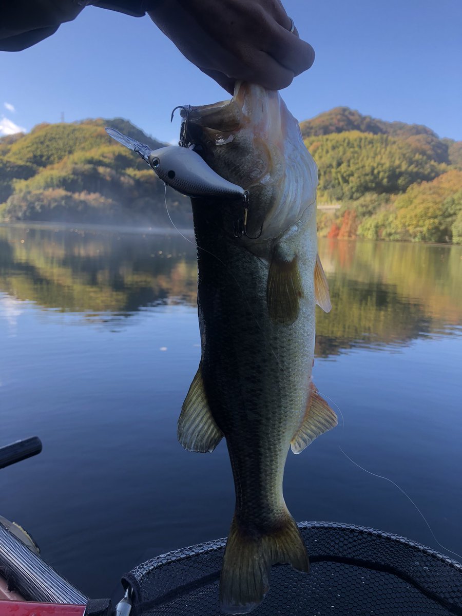 bassfishinghour's tweet photo. HeyHeyHey〜😍😍😍
久々なかなかのサイズ👍
ゴリゴリドンっ‼️#6XD https://t.co/LzWyKLq2ci
