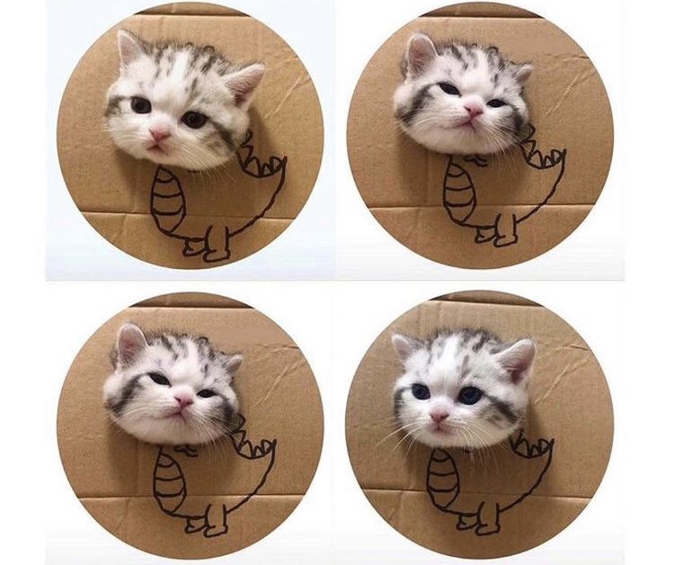 ไดโนแง้ววว