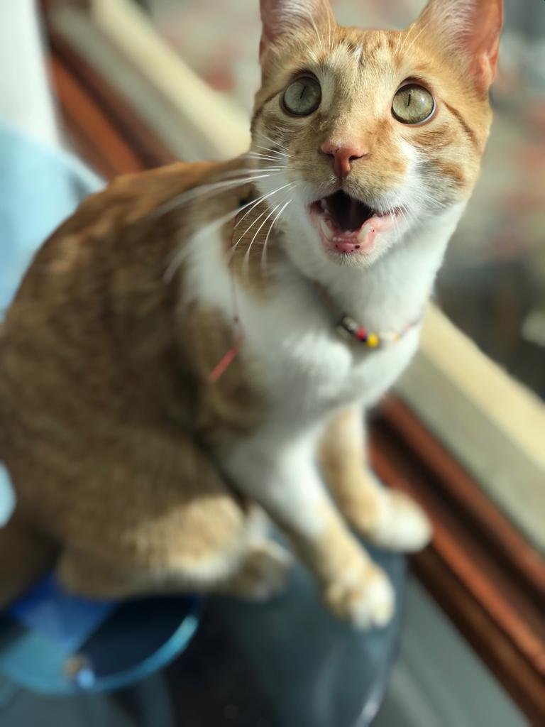 museolasalle's tweet photo. #MLSComparteContigo #EventosMLS #lasalleedagarra 
- NOMBRE DE LA PARTICIPANTE: Valentina García Nieto
- PERFIL: Estudiante
- NOMBRE DE LA MASCOTA: Otto.
- ACERCA DE ÉL:  "Su nombre es Otto, le encanta meterse en cajas y escarbar los lugares con tierra". https://t.co/JA2hhs1pOp