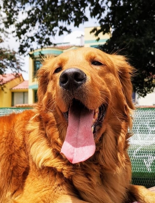 museolasalle's tweet photo. #MLSComparteContigo #EventosMLS #lasalleedagarra 
- NOMBRE DEL PARTICIPANTE: James Ronaldo Benavides Garzòn
- PERFIL: Estudiante
- NOMBRE DE LA MASCOTA: Mila
- ACERCA DE ELLA:  "Ella es Mila es mi perrita de 7 años amo todo de ella, la quiero a montones". https://t.co/aUuLS57yxF