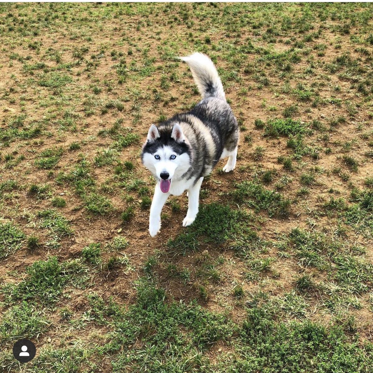CarlyCappelli's tweet photo. Me to Aaron: Bella is actually really smart when she wants to be. 

Aaron: She eats socks.

Me: 😐 https://t.co/5Mn6wKeVza