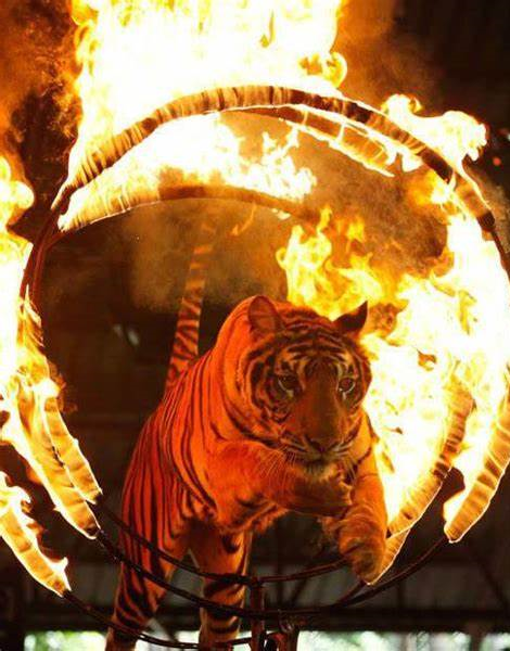 Unknown__2b's tweet photo. why are tigers doing this ??
#OpCloseTheCircus #DontButAticket
#CircusIsAnimalAbuse #AnimalRigths https://t.co/d3f82nPrWB