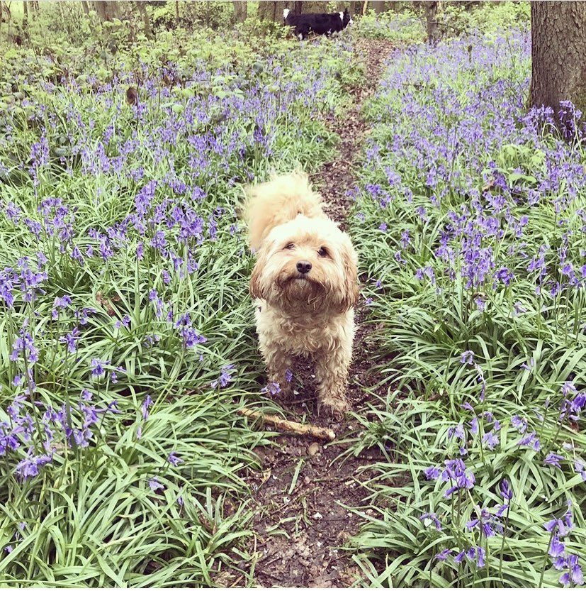 Mr Doodles tweet media