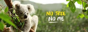gteasts's tweet photo. @pokiescar @GladysB @NSWBlues Gladys & her government are pushing through with the #KoalaKillBill today. Koalas face extinction in NSW within 30 years. The Premier tells the public she wants koalas to 'flourish' while supporting the #LLSBill that bulldozes their habitat. #SaveOurKoalas #ExtinctionIsForever🐨 https://t.co/vgaHYKnkVi