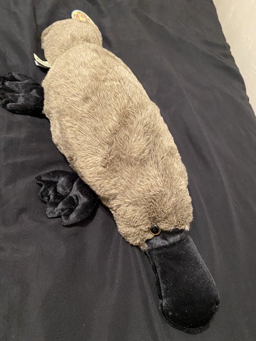 I received this stuffed platypus as a gift for my birthday a couple of weeks ago and I&rsquo;m still super<a href="/tag/filthyfridayz"class="tags"><span>#filthyfridayz</span></a>