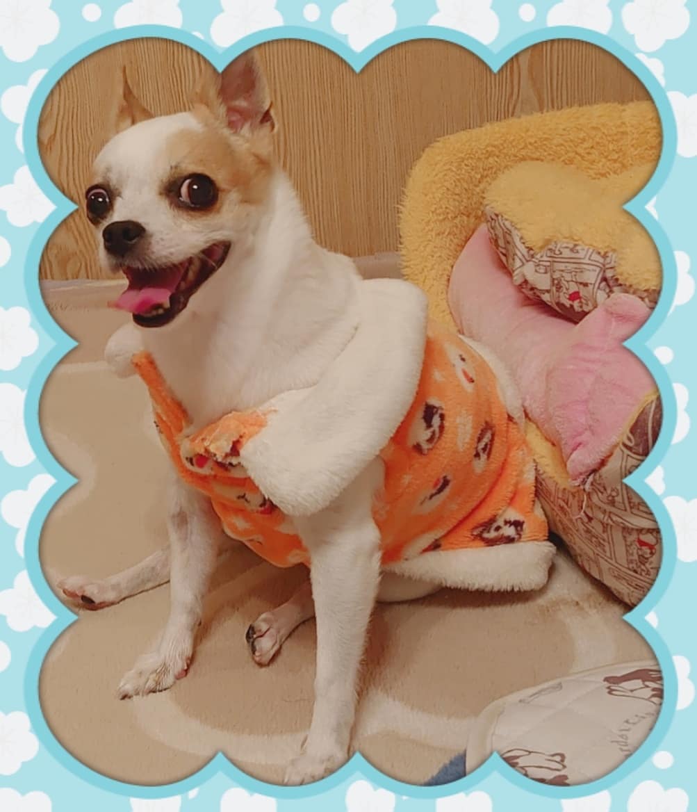 koushindou11's tweet photo. こんなペット🐶😺のお悩みありませんか？　
✓最近食欲があまりない
✓高齢になって関節が弱くなった
✓尿の出が悪くなってきた
✓毛艶が良くない
✓持病があり体力を付けさせたい
ペットにも漢方の力を活用できます✨

#ペットの漢方　#犬　#猫　
#ウサギ　#ペット相談
#MREFOOD
#シベリア霊芝 https://t.co/KsO9W5iO8g