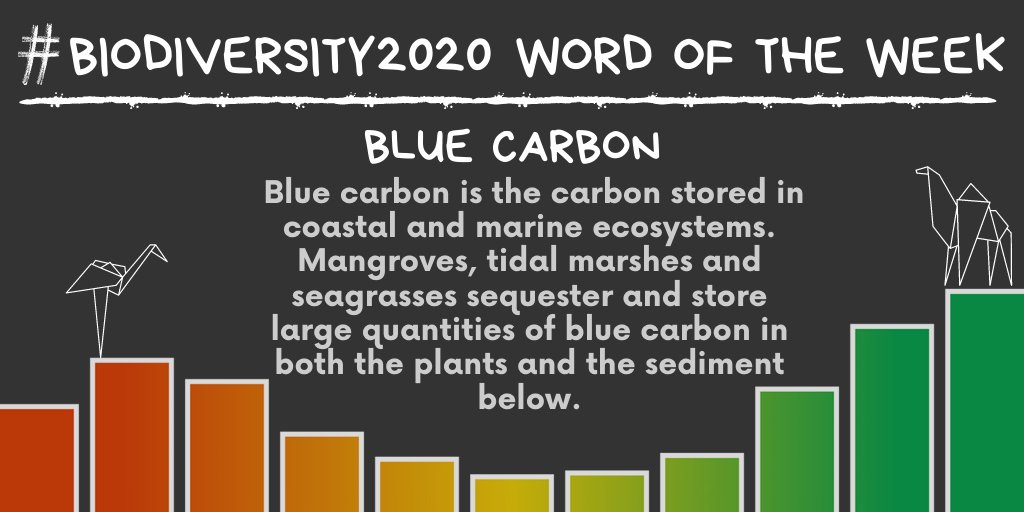 UNBiodiversity's tweet photo. This month, our #BiodiversityWoW (word of the week) series examines the links between #biodiversity &amp; #climate.

This week's word is: Blue Carbon 🌊

Blue Carbon #ecosystems are essential for #ClimateChange mitigation &amp; adaptation.

Learn more via @UNFCCC:
https://t.co/VUu9LpxbNT https://t.co/RjdTifR4VV