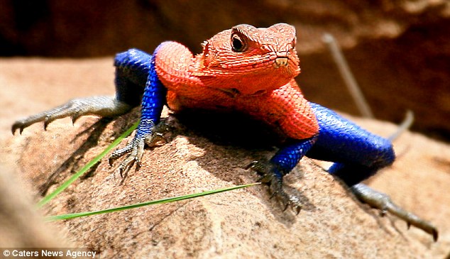 Spidey lizard, spidey lizard, does whatever a spider can.Presenting the Mwanza Flat-headed Rock Agama - also dubbed as the Spider-Man Agama. No particular strange facts about this lovely lizard, it's just cool to look at.Oh and they're fucking hench.