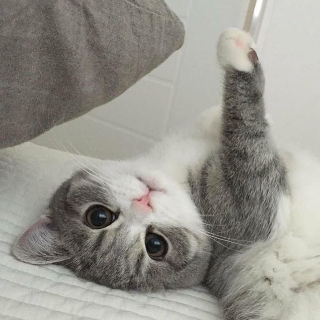 newwiee as cute cats I see on the internet: a cute and self indulgent thread