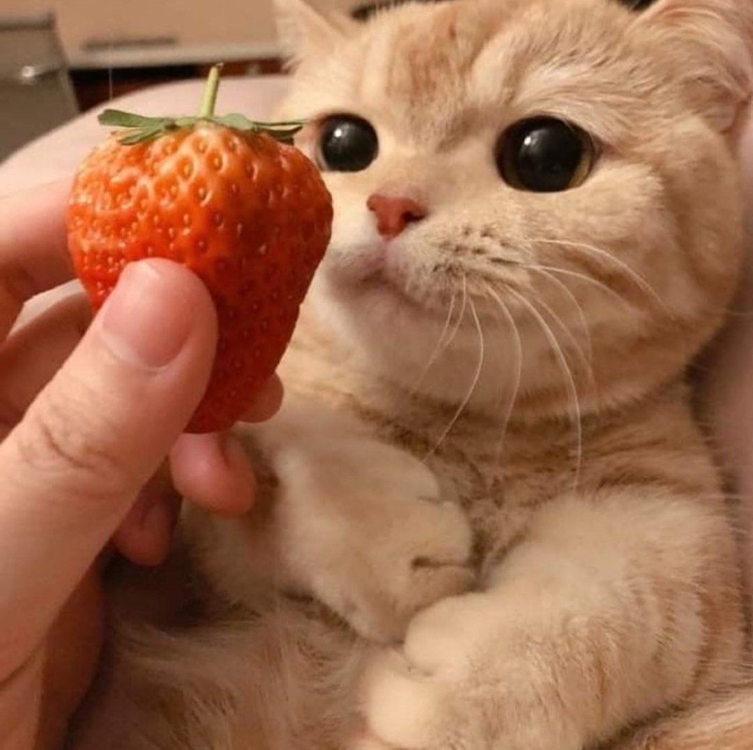 they want strawberries, they shall have strawberries 