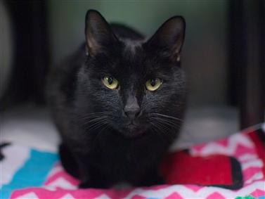 NYCDEATHROWCATS's tweet photo. **RETURN** Kenta is back at the shelter after being adopted back in 2018. This time he was brought in as a "stray" which means his owner did not surrender him. Kenta has signs of a URI and needs a new home where he can get some follow up vet care and TLC. https://t.co/Htq23IFfHX https://t.co/9CRf51bElg