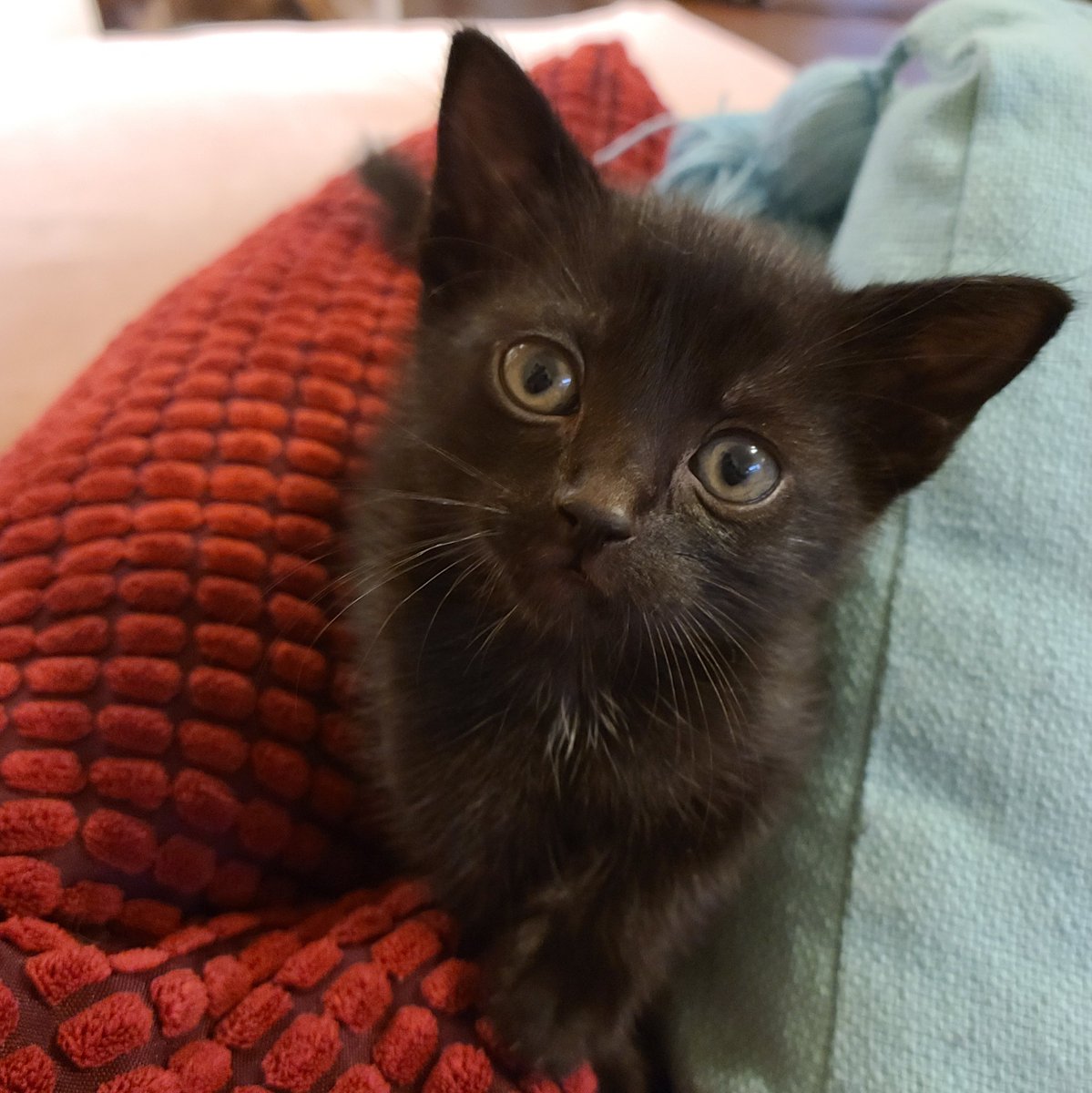 Nyx: Goddess of the night and kitten of the sleek coat and silvery belly. A tiny tuft of white at her neck. Asks quietly for play.