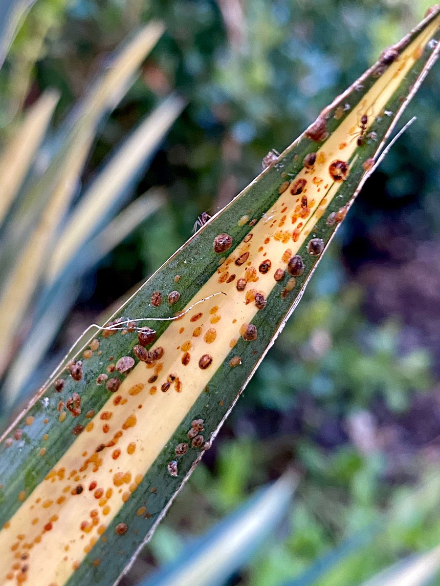Brown soft scale POPPIN’ OFF on Yucca ‘Color Gaurd’ over here😲 “poppin’ off” is obviously, millennial slang for “established population with mixed life stages present” duh