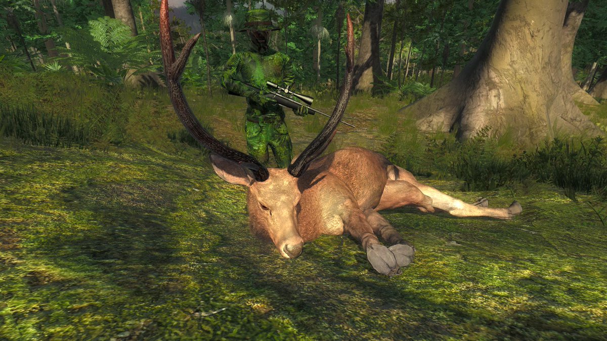 Water Buffalo & Sambar Deer competition hunting in