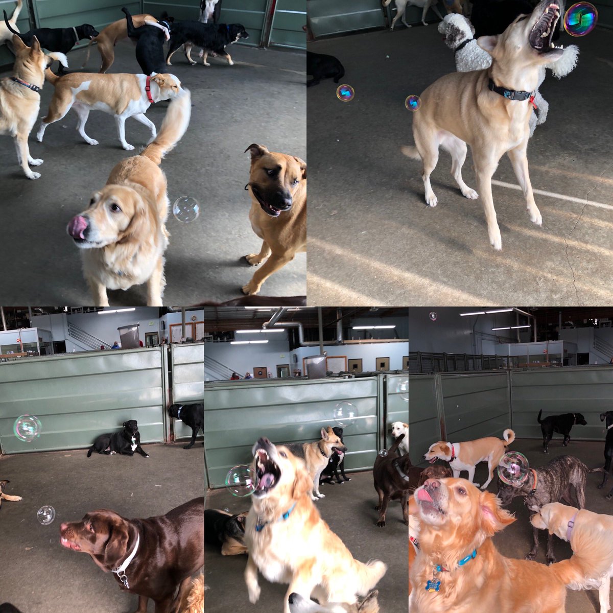CampBowWowSC's tweet photo. It was all about the bubbles today!!
.
.
.
.
.#bubbles #wednesday #fun #openwide #jump #happycamper #campbowwowsanclemente #lagunabeach #orangecountydogs #sanclemente #orangecounty #danapoint #breeds #goldenretriever #bigdogs #doglife #doggydaycare #dogs #dogsoftwitter https://t.co/C6yOX6c0xX