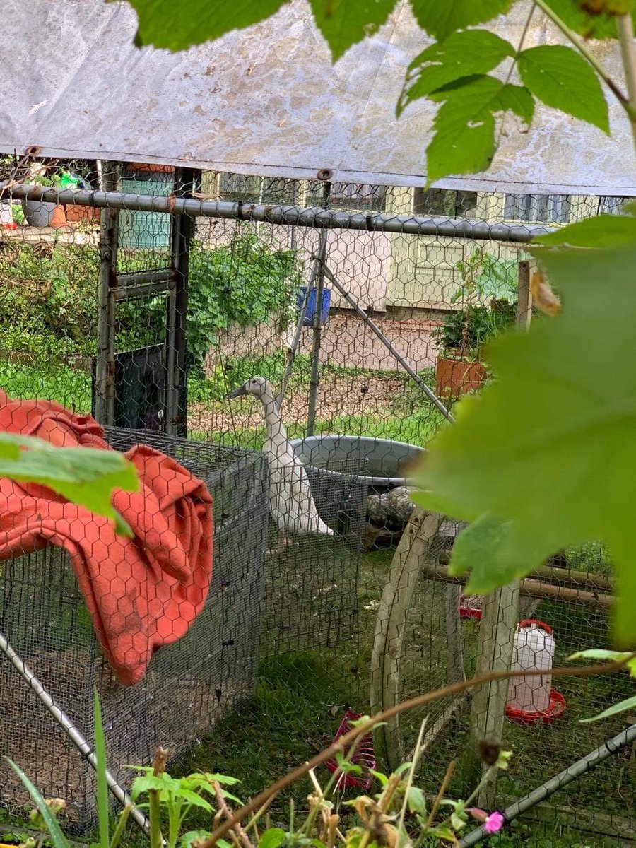 CChronicles2020's tweet photo. Stevie with her tv in her outdoor enclosure! 
🦆💖📺 

#tvstevie #runnerduck #petduck #filmswithanimals #animalmovies https://t.co/E6sFUkAbFs