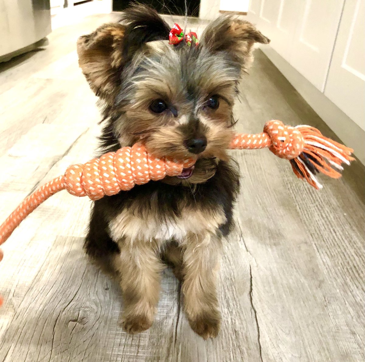 Had my first visit to the groomers. I hated it but I’m so stinking cute! 😍