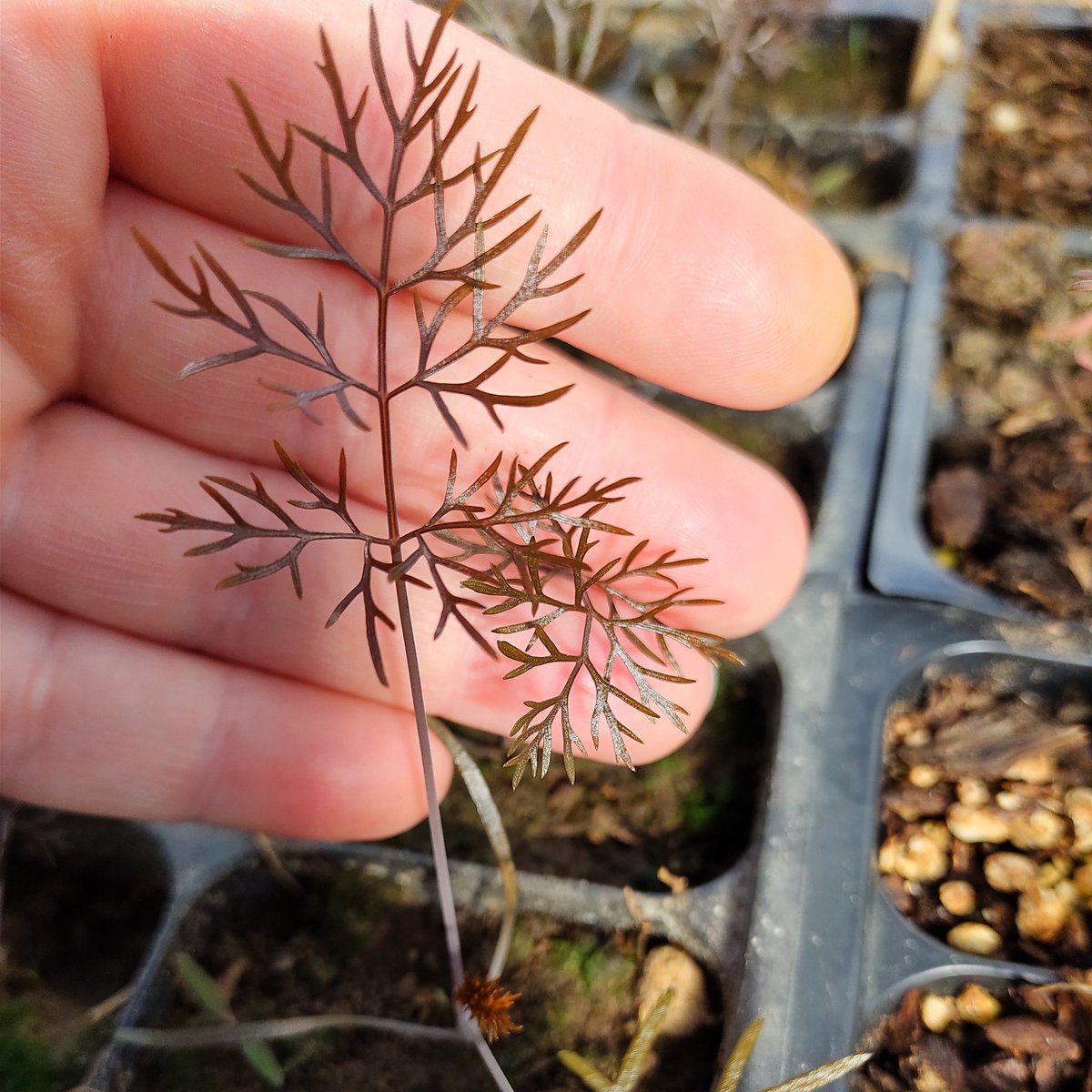 JackieLammon's tweet photo. Bronze Fennel.These are like friendly Hydra of the garden.Cut a bulb off and two grow in its place.They're hard to see in the dark compost of my garden but lovely on sausage pizza.#fennel #notillgardening #zone7 #zone7b #ediblelandscaping #mswarrior #eathealthy #permaculture https://t.co/xDxhGUBOAr