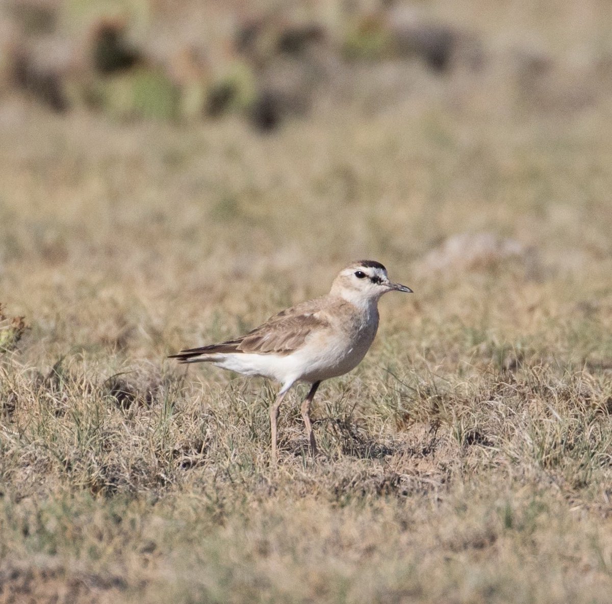 kharadrios's tweet photo. When your study species is cuter than you 🤷‍♀️After rockin’ my 1st committee meeting, I am so stoked for my feather babies to get back next spring! #graduateresearch #shorebirdresearch #MountainPlover https://t.co/jvnxcPYzdA