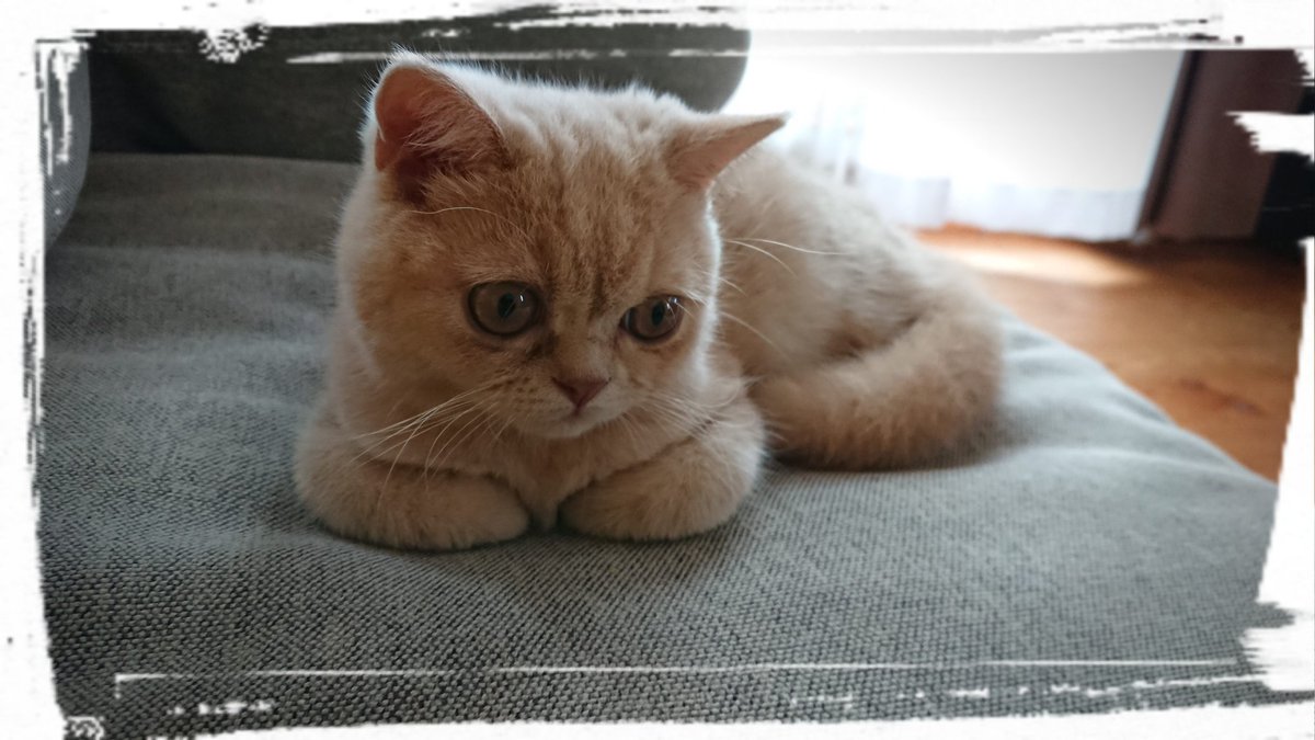 たっきー With 龍驤 ブリショー Bauru17 Twitter