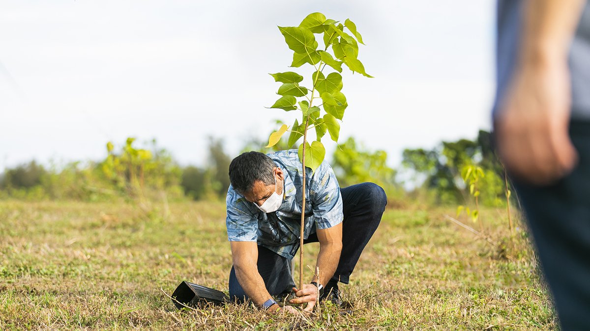 AlaskaAir's tweet photo. In the spirit of mālama, we’re planting a tree for every flight to Hawai‘i through the end of 2020. Join us by sponsoring your own Alaska Airlines Legacy Tree—or by volunteering when you visit. Learn more about planting the seed for a great trip now: https://t.co/yiQobiW9Mi https://t.co/i7ohqAnbCV