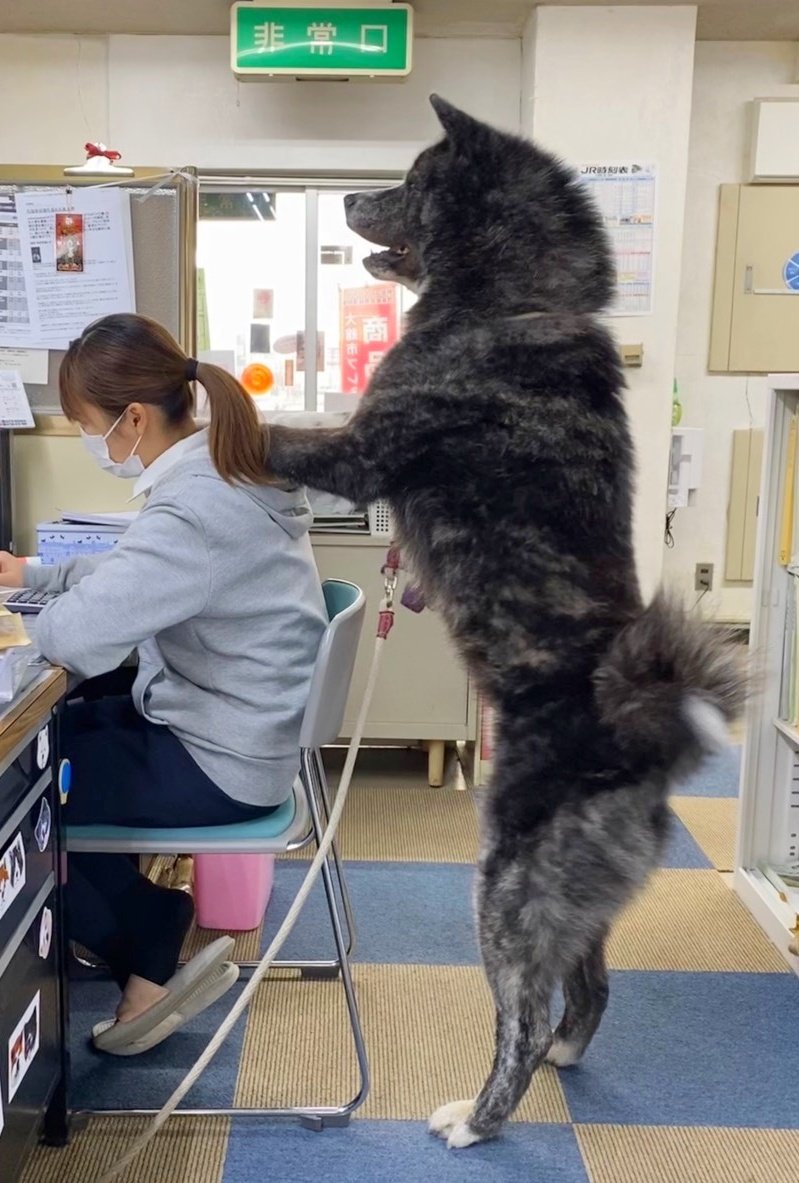 女性の肩にオオカミが いえ 秋田犬が肩もみ中 デカすぎる秋田犬 スバルくんが話題に まいどなニュース