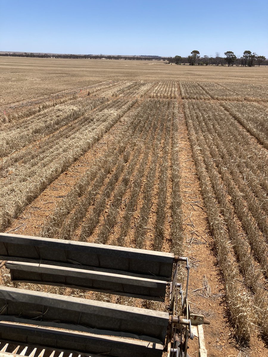 Brad Westphal tweet media