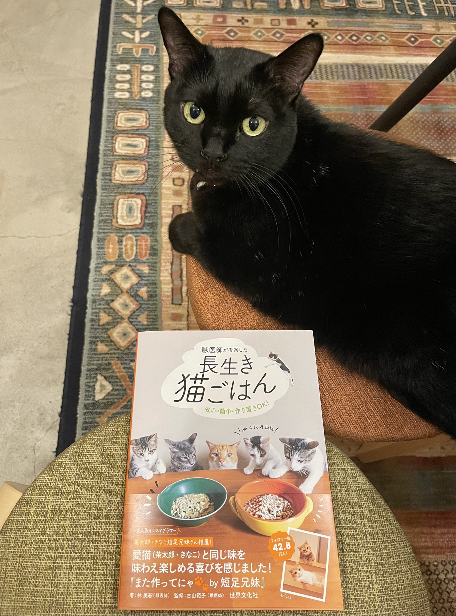 キャッツミャウブックス 獣医師が考案した長生き猫ごはん はレシピだけかと思いきや Q Amp Aや体験記など 料理をしない人にも読みどころの多い一冊です 写真をながめているだけでニンゲンもお腹が空きます 朝から暖房の要らない陽気の本日も 14