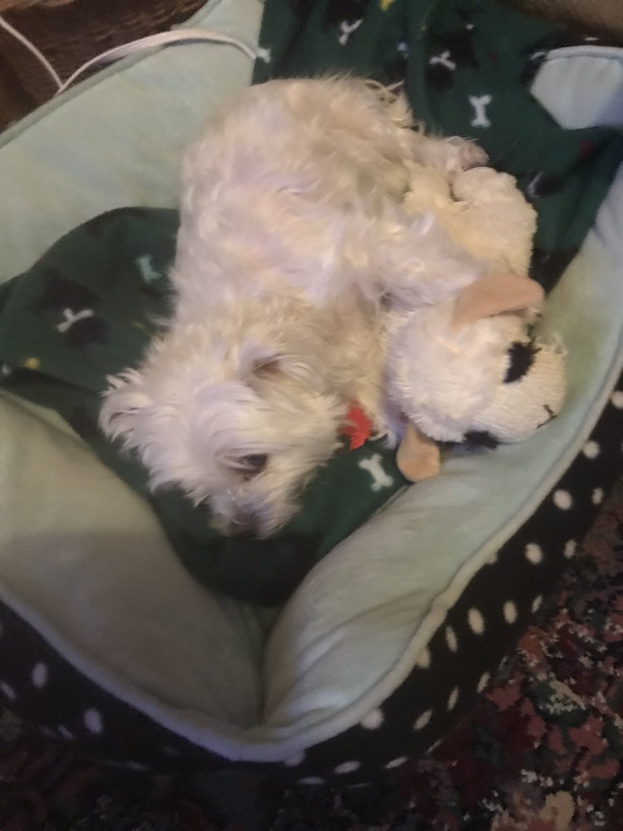 YgritteVt's tweet photo. Poor Lily has just had it with #2020 when she heard we have to quarantine for 14 days she crawled in bed and said she won’t be out till 2021 #maltese #quarintining #furfriends u https://t.co/dFq6pagyBK