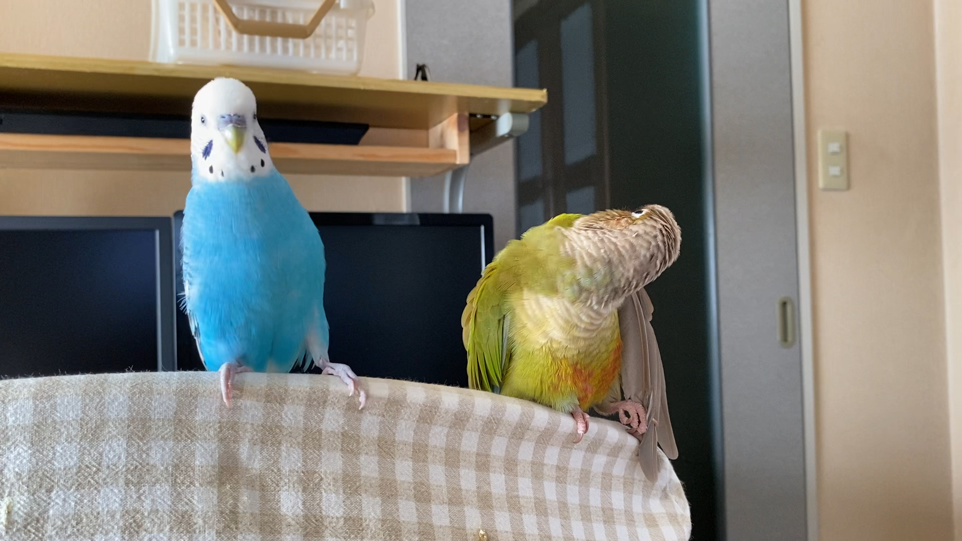 ぴんふ 大きく大きく見せたいインコ カッコいいよ 笑 うめごまブラザーズ