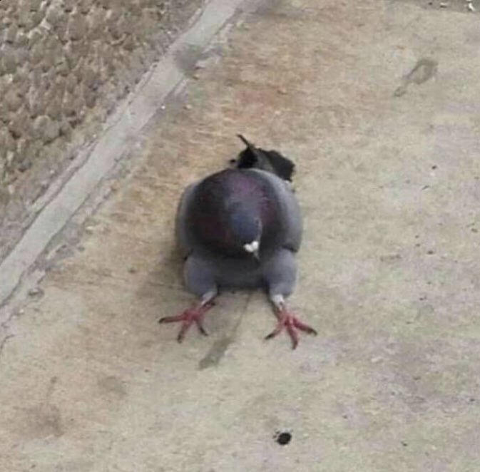 CrossingSierra's tweet photo. The animal crossing community when the update is out https://t.co/25xcaW2WMk