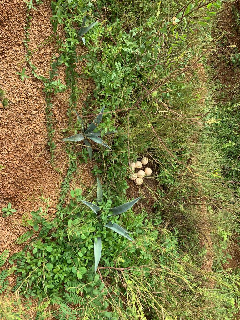 Commendable plantation work by #Telangana #Forest Department.. 👍👍