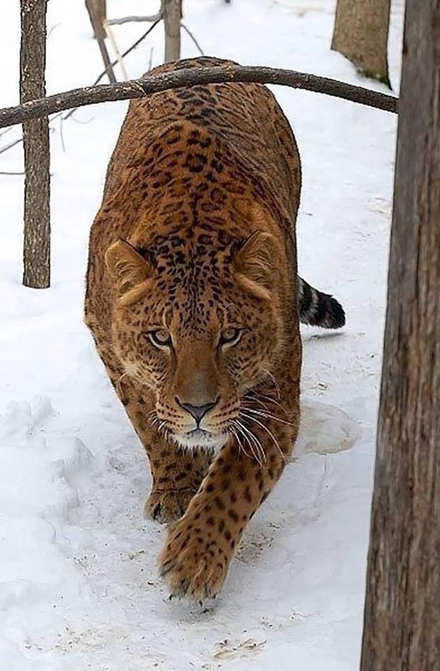 Dr. Sheetal Amte-Karajgi (@amtesheetal) on Twitter photo #Jaglion
Very typical example of messing up with nature. Jaguar crossed with lion. It's like humans crossing with tigers to get a humanger. Do we really want so much flux?
'Is #editing #species #ethical?'
#ClimateAction
<a href="/UNFCCC/">UN Climate Change</a> #Jaglion
Very typical example of messing up with nature. Jaguar crossed with lion. It's like humans crossing with tigers to get a humanger. Do we really want so much flux?
'Is #editing #species #ethical?'
#ClimateAction
<a href="/UNFCCC/">UN Climate Change</a>