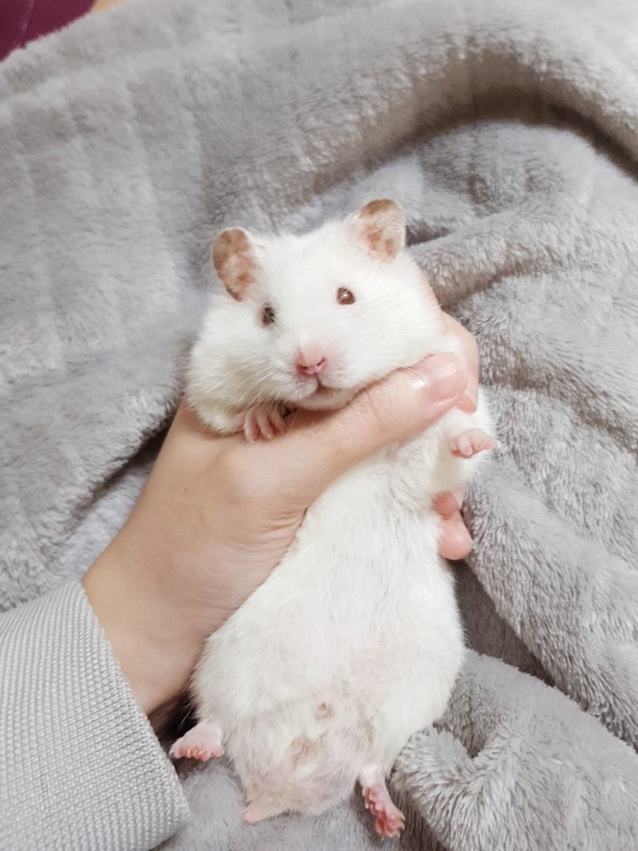 돼지는 아닌데 털 때문에 더 쪄보이는 편. 부들부들 털복숭이 너무 좋아