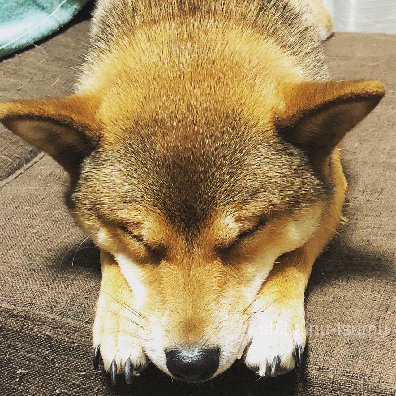 和み犬 胡麻柴犬つむ どっちか決められない 柴犬にはキツネ顔とタヌキ顔の子がいますが まん丸のたぬき 顔ちゃんも可愛いし シュッとしたきつね顔ちゃんも好き どっち派なんて選べない 皆さまのかわいい狐柴犬ちゃま 狸柴犬ちゃま良かったら見せ