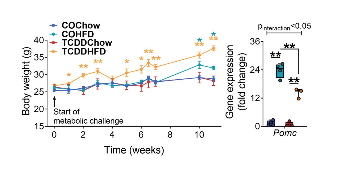 TCDD-exposed dams gained excessive weight compared to controls when transferred to a HFD later in life. This was associated with reduced hypothalamic expression of Pomc, a gene required to maintain energy homeostasis. Thank you  @thecheelab for analysing the hypothalamus! (8/13)
