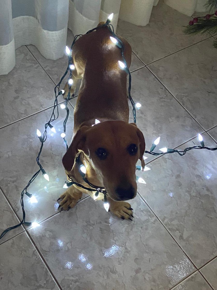 Elizalde tweet media