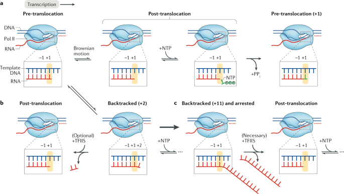 NatRevMCB's tweet photo. Now Online Causes and consequences of RNA polymerase II stalling during transcript elongation https://t.co/oMDTPRgZjV https://t.co/1uQAbNO5E6