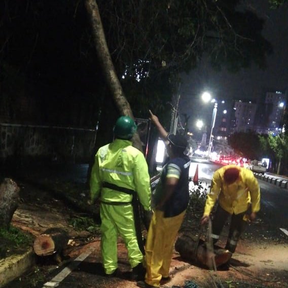alcaldia_ss's tweet photo. 🌳⚠️ | Nos encontramos atendiendo un árbol en riesgo de caer sobre el Paseo General Escalón. ¡Estamos activos ante cualquier eventualidad! #SSenAlerta https://t.co/7AdeYiZ8bC