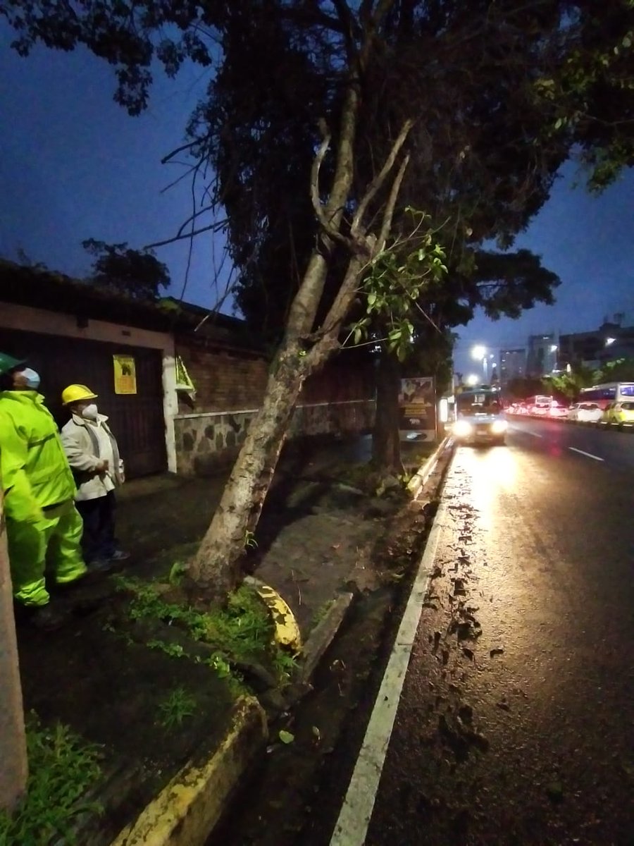 alcaldia_ss's tweet photo. 🌳⚠️ | Nos encontramos atendiendo un árbol en riesgo de caer sobre el Paseo General Escalón. ¡Estamos activos ante cualquier eventualidad! #SSenAlerta https://t.co/7AdeYiZ8bC