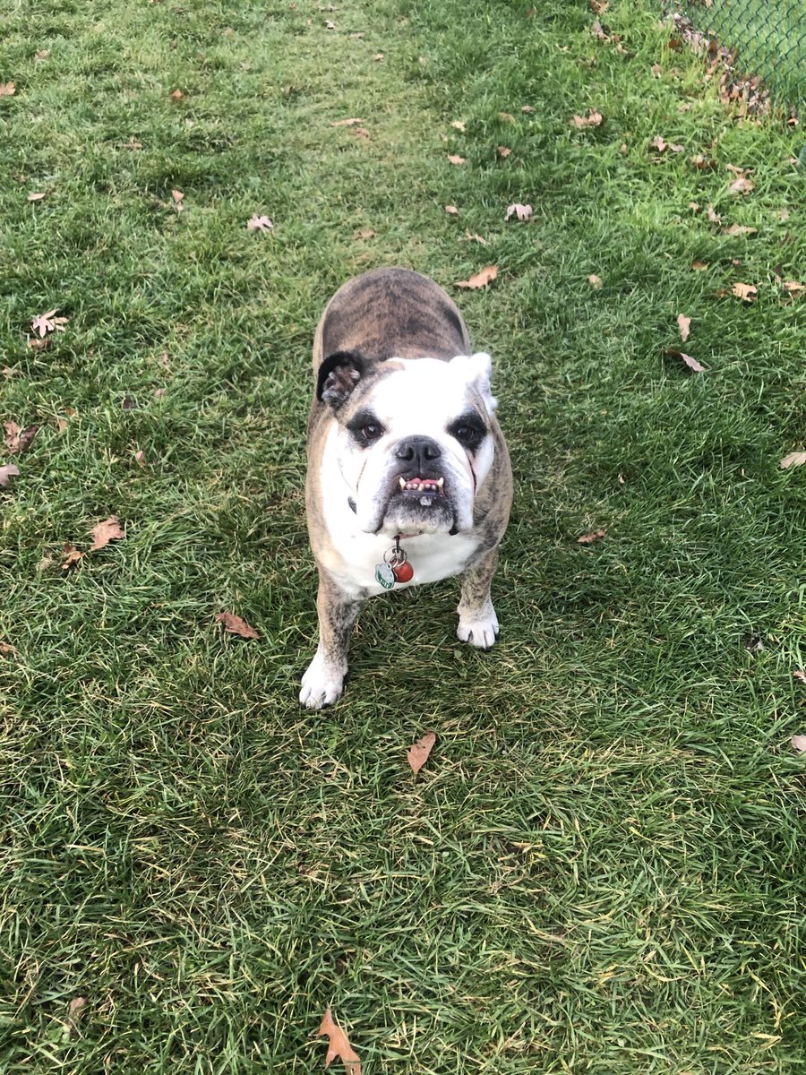 DaBulldo's tweet photo. @WillaBeast3 Hi Willa I is Lily https://t.co/bIqxAGOjTZ
