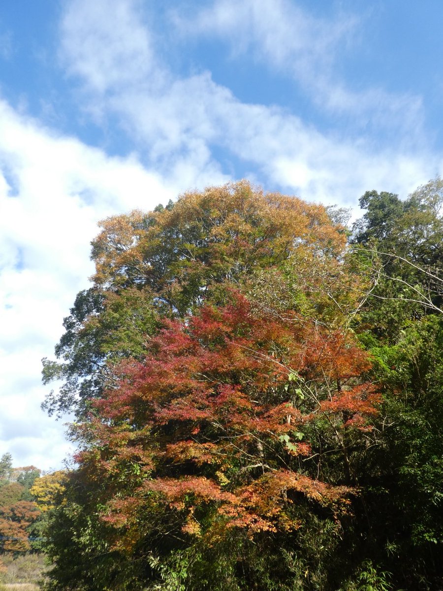 養老川漁業協同組合 高滝湖でワカサギ釣り出来ます 紅葉も綺麗です 高滝湖 ワカサギ釣り 紅葉 養老渓谷 養老川漁業協同組合 高滝湖でワカサギ釣り出来ます 紅葉も綺麗です 高滝湖 ワカサギ釣り 紅葉 養老渓谷