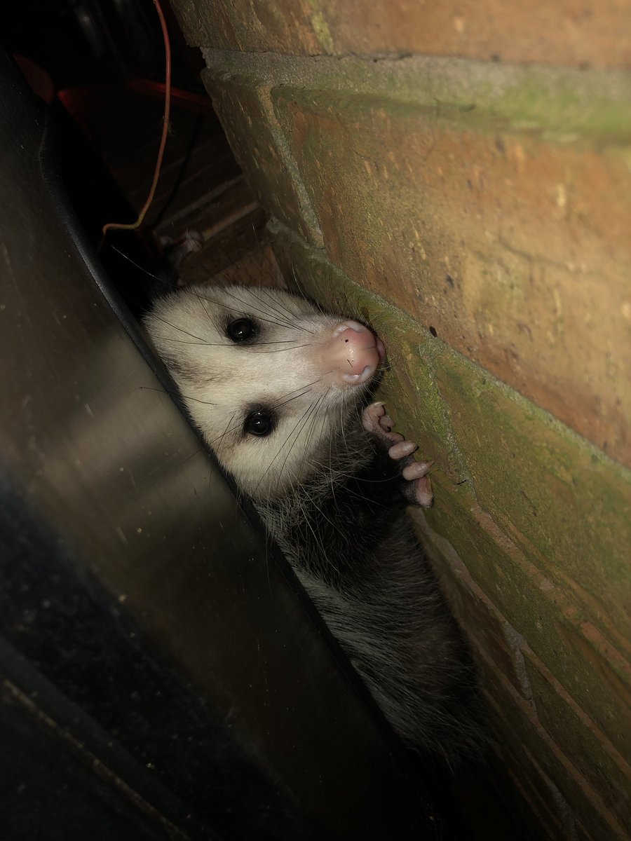 fondrenlock's tweet image. Mr StinkyPants